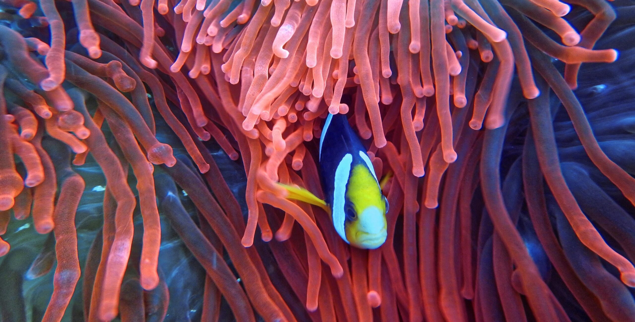 Anémone de mer colorée - Découverte de la biologie marine avec les formations de plongée Scubo