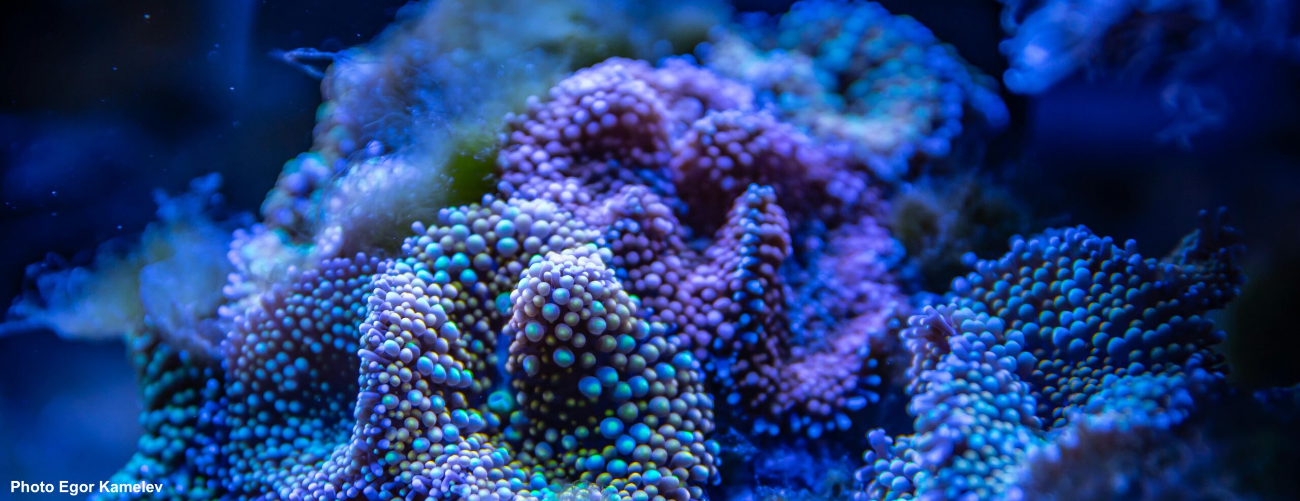 Formation biologie marine niveau 2 prochainement