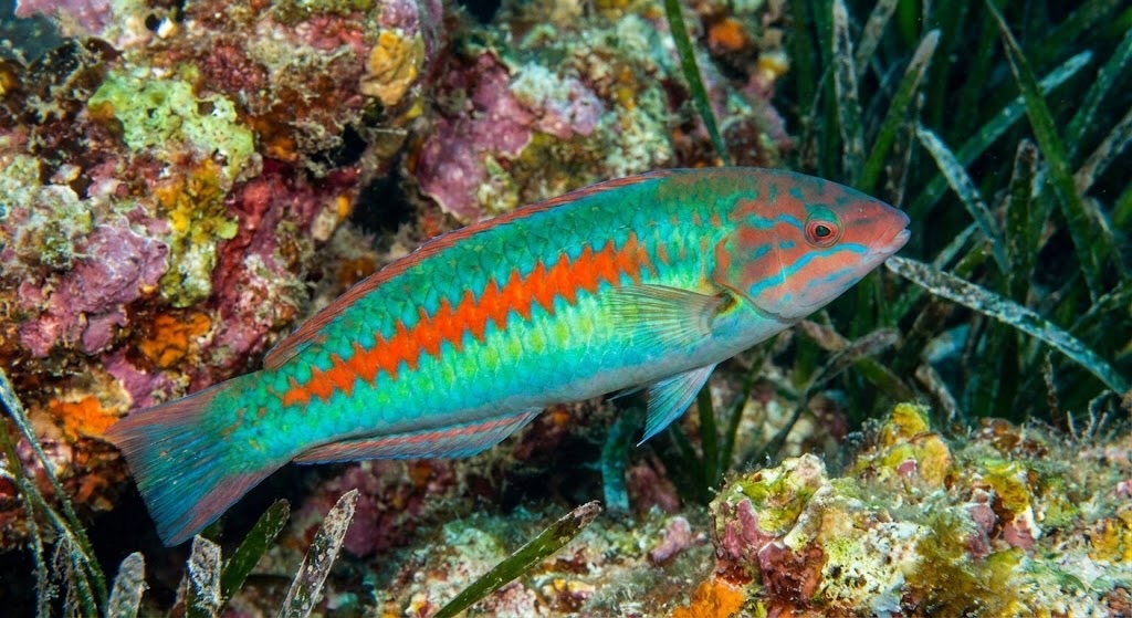 Girelle Royale Mâle