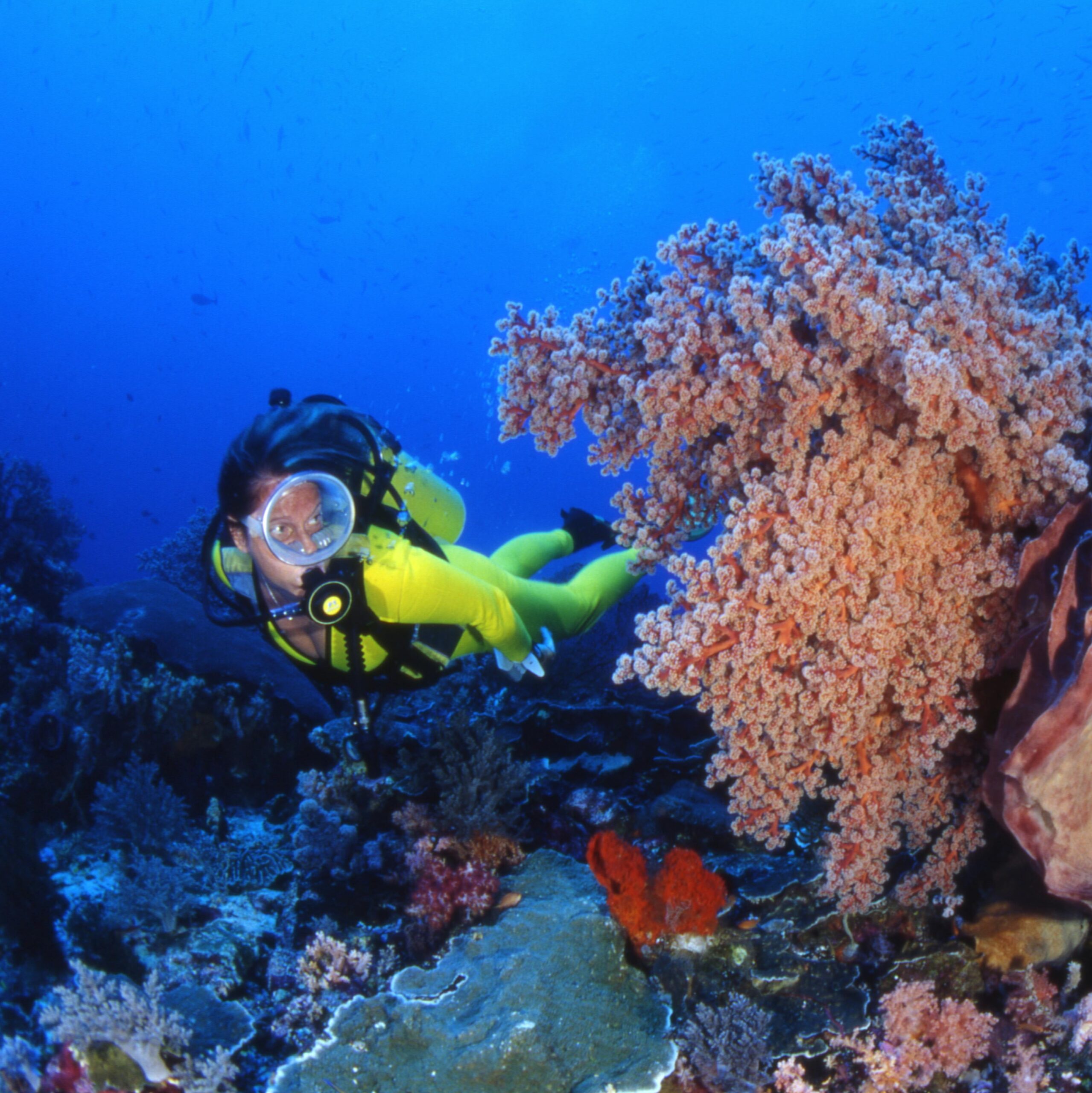 Synchronisation des données entre le club de plongée et l